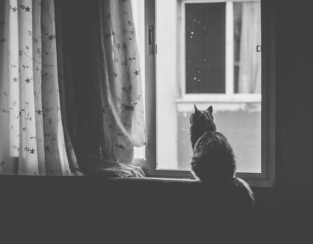 Budeme kupovat nová okna.